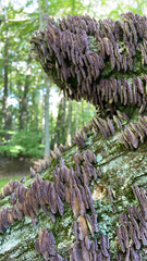Stemonitis splendens
