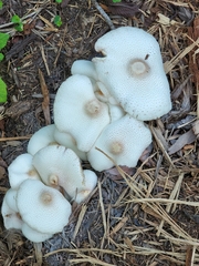 Agaricaceae