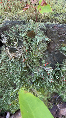 Cladonia macilenta