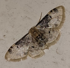 Idaea filicata