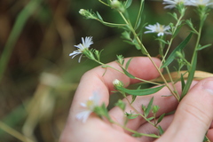 Symphyotrichum subspicatum