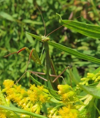 Mantis