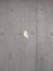 Xanthorhoe labradorensis