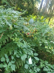 Rubus armeniacus