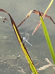 Erythemis simplicicollis