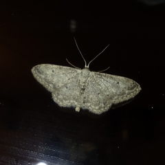 Idaea seriata