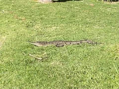 Crocodylus acutus