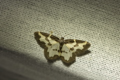 Lomaspilis marginata