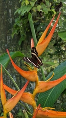 Anartia fatima