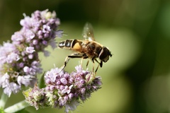 Eristalis pertinax