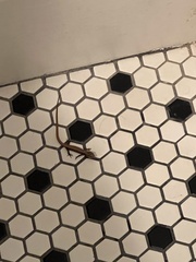 Elgaria multicarinata