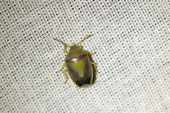 Piezodorus lituratus