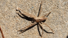 Pisaurina mira