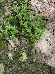 Hypericum hypericoides