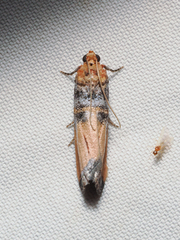 Dasypyga alternosquamella
