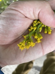 Solidago simulans