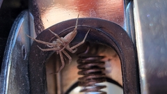 Pisaurina mira
