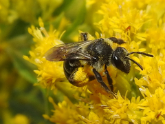 Andrena asteris