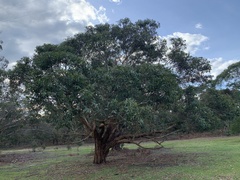 Eucalyptus botryoides