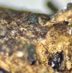 Delitschia polyspora