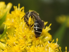 Andrena asteris