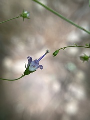 Campanula divaricata