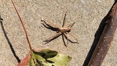 Pisaurina mira