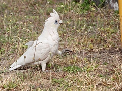 Cacatua sanguinea