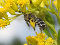 Andrena asteris