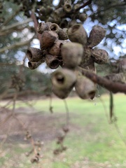 Eucalyptus botryoides
