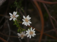 Olearia