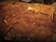 Fuscoporia ferruginosa