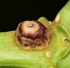 Ceroplastes rusci
