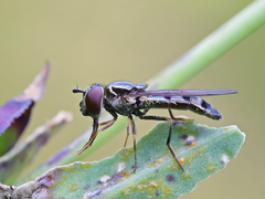 Platycheirus