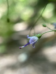 Campanula divaricata