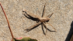 Pisaurina mira