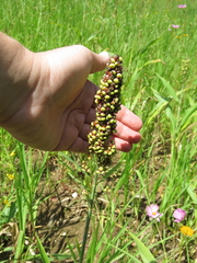 Sorghum bicolor