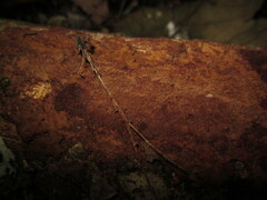 Fuscoporia ferruginosa