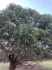 Eucalyptus botryoides