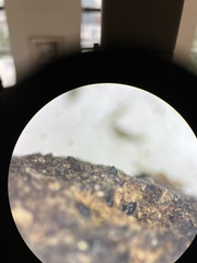 Delitschia polyspora