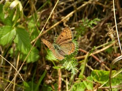 Lycaena tityrus