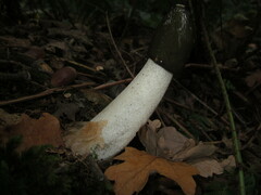 Phallus impudicus