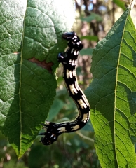 Acronyctodes mexicanaria