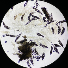 Delitschia polyspora