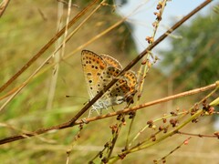 Lycaena tityrus