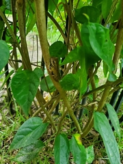 Osteopilus septentrionalis