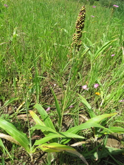 Sorghum bicolor