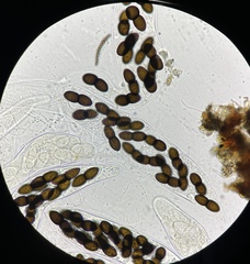 Delitschia polyspora