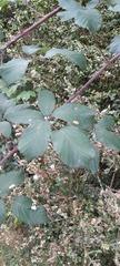 Rubus