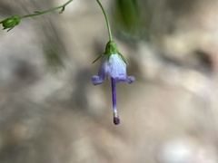 Campanula divaricata